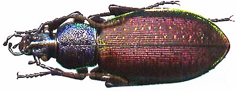 http://www.gorodinski.ru/carabus/Morphocarabus hummeli purpuripennis.jpg